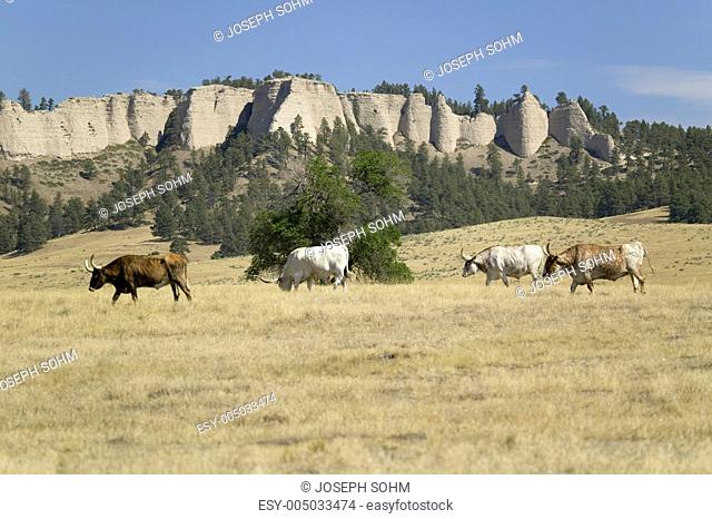 Texas Longhorn cattle grazing on land adjoining historic Fort Robinson, Nebraska