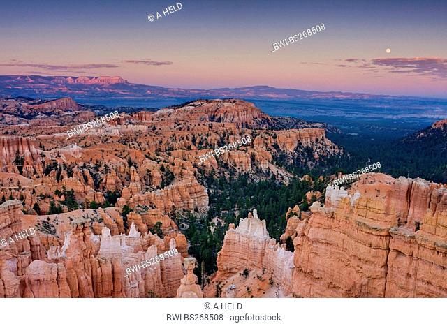 view of Bryce amphitheatre from Sunset point in the evening sun with moon, USA, Utah, Bryce Canyon National Park, Colorado Plateau