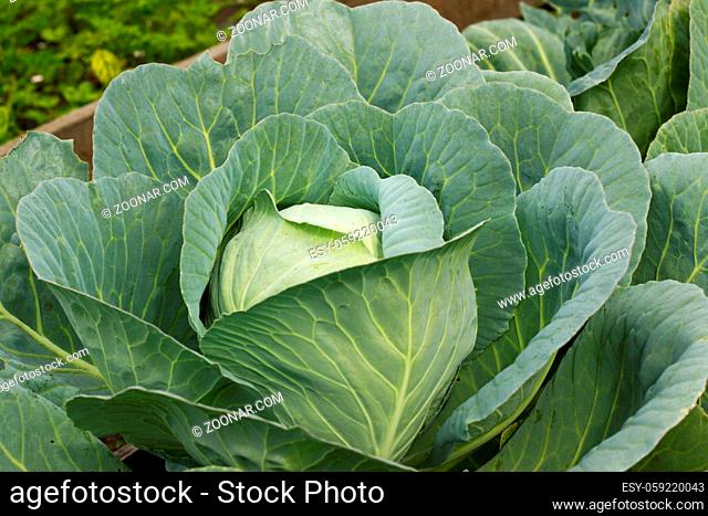 Big cabbage in the garden. Fresh green big cabbage organic vegetables in the farm