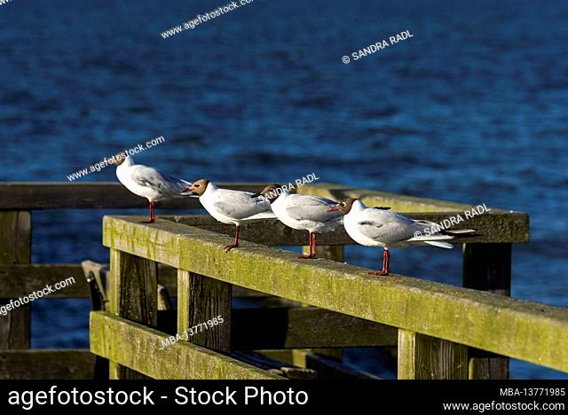 Black-headed gulls sitting on the railing of the pier of Koserow, Germany, Mecklenburg-Western Pomerania, Usedom Island