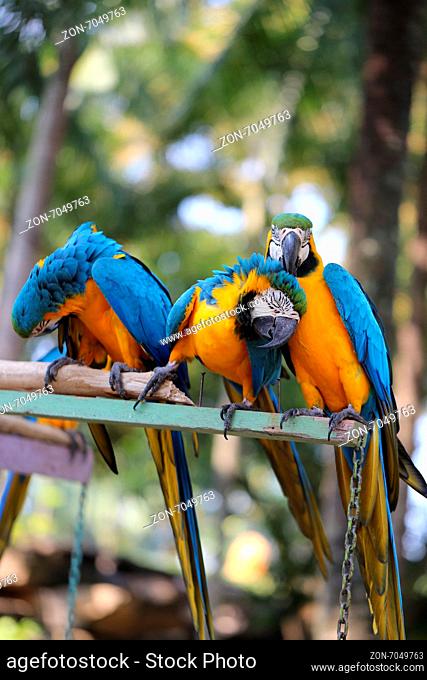Big beautiful a macaws photographed close up
