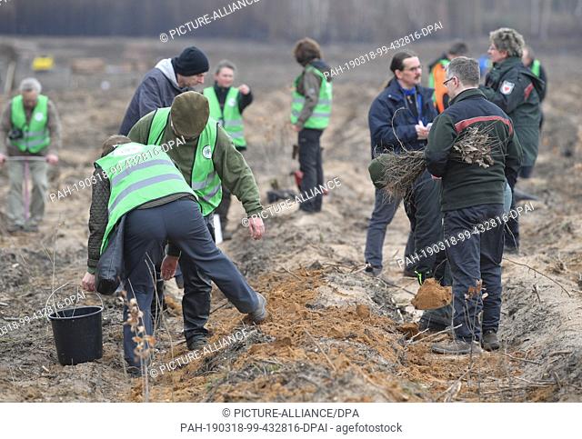16 March 2019, Brandenburg, Klausdorf: Volunteers and forestry workers plant young trees on the area of a burnt pine forest. On the same day, a 3