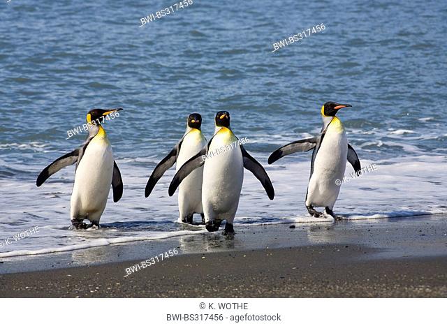 king penguin (Aptenodytes patagonicus), going ashore, Suedgeorgien, St. Andrews Bay