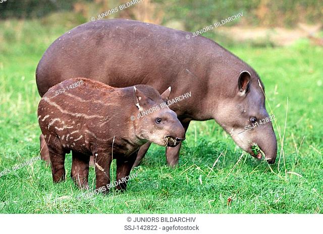 Brazilian Tapir - female and cub / Tapirus terrestris