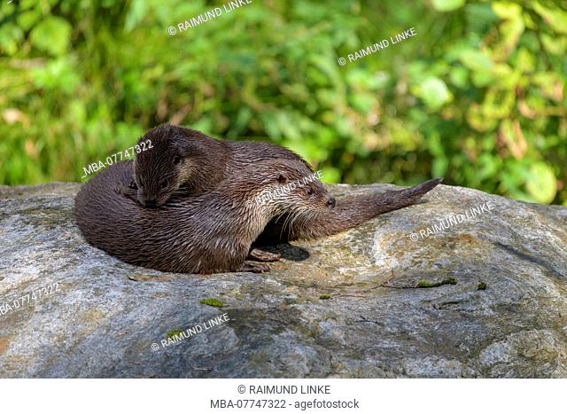 Otter, lutra lutra, female with cub, Germany, Europe