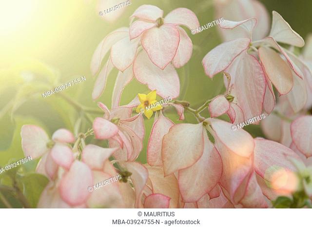 exotic shrub with blossoms, Mussaenda queen sirikit, close-up