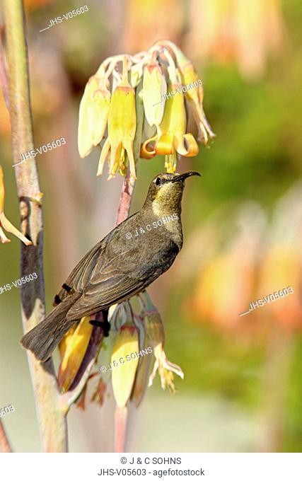 Malachite Sunbird, Nectarinia famosa, Oudtshoorn, Klein Karoo, South Africa, Africa, adult female at bloom