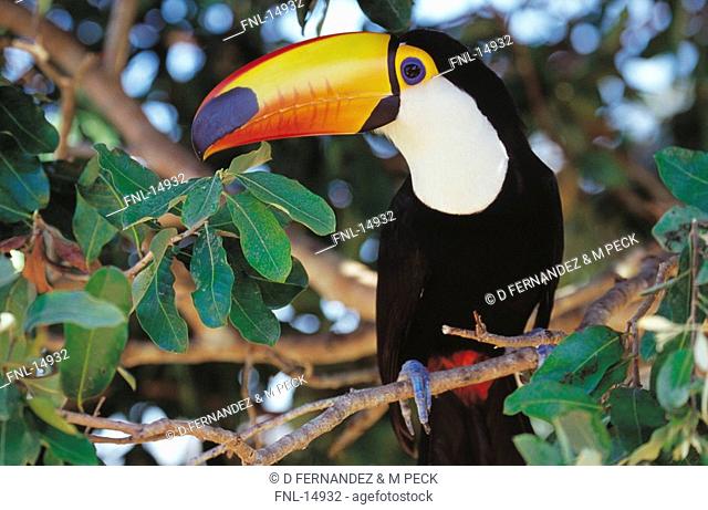 Close-up of Toco Toucan Ramphastos toco perching on branch, Pantanal, Mato Grosso, Brazil