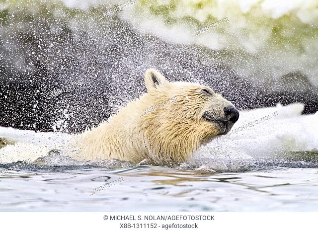 Young male polar bear Ursus maritimus repeatedly diving underwater in order to reach and feed on a fin whale carcass in Holmabukta on the northwest coast of...