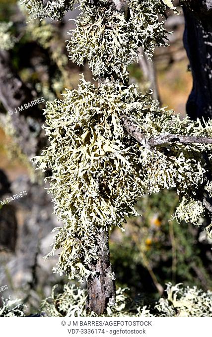 Evernia prunastri is a fruticulose lichen that grows on barks; is used in perfumery. This photo was taken in Arribes del Duero Natural Park, Zamora province