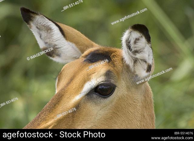 Impala (Aepyceros), female, ears, eyes melampus, Alcelaphini
