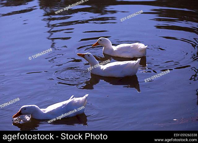 Three snow geese (Chen caerulescens) swimming across a waterway