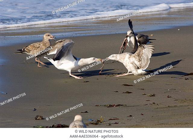 California Gulls (Larus californicus) fighting over Elephant Seal afterbirth; Central California