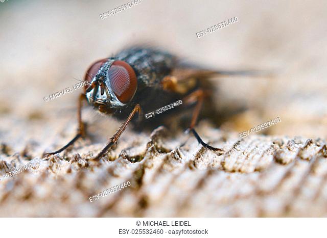 a housefly in the wild showing its compound eyes