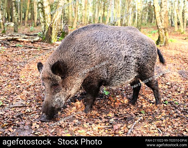 11 October 2021, Brandenburg, Schorfheide: 11.10.2021, Schorfheide. A capital wild boar (Sus scrofa) stands in its enclosure at Schorfheide Wildlife Park north...