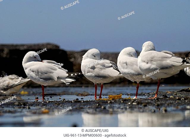 Silver gulls roosting, Depot Beach, Murramarang, National Park, New South Wales, Australia