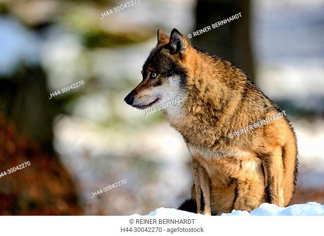 Canine, Canis lupus, European wolf, frost, grey wolf, doggy, Isegrimm, cold, emergency time, predator, predators, snow, winter, wolf, wolves