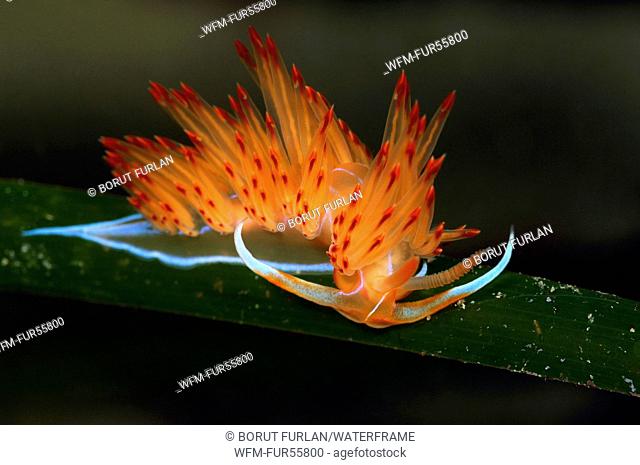 Orange Sea Slug, Godiva banyulensis, Korcula, Adriatic Sea, Croatia