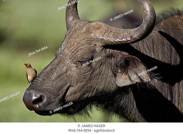 Red-billed oxpecker (Buphagus erythrorhynchus) on a Cape buffalo (Syncerus caffer), Ngorongoro Crater, Tanzania, East Africa, Africa