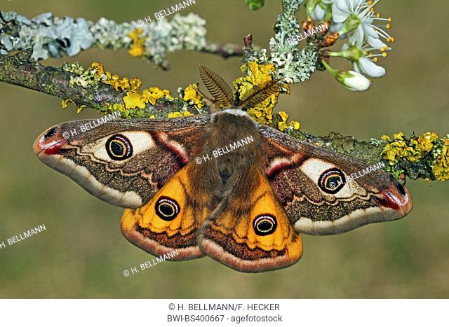 Emperor moth, Small Emperor Moth (Saturnia pavonia, Eudia pavonia), male, Germany