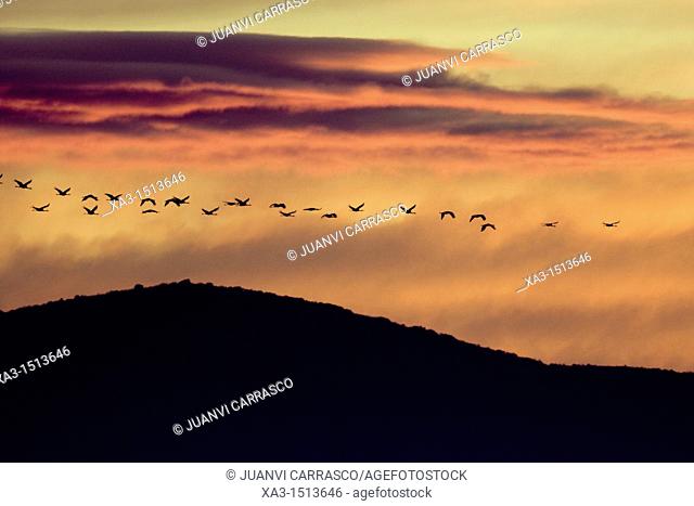 Flok of common cranes, Grus grus, in flight at sunset, Gallocanta, Teruel, Spain