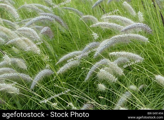 Fountain Grass (Pennisetum alopecuroides), Lampenputzergras, Graeser (Gramineae), Zierpflanzen, ornamental plants, Querformat, horizontal, bluehend, blooming