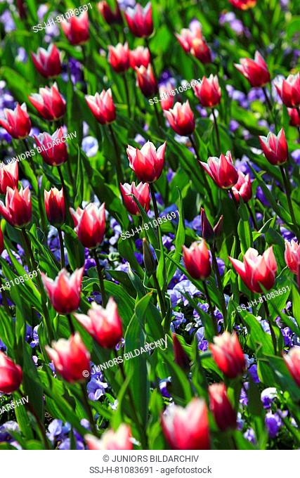 Flowering pink tulips (Tulipa sp.) with blue Pansies. Germany