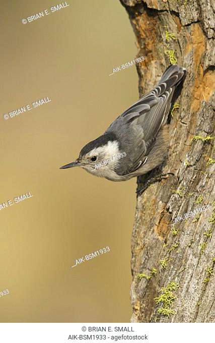 Adult female White-breasted Nuthatch Lake Co., Oregon, USA August 2015