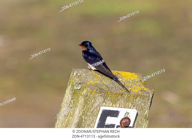 Rauchschwalbe (Hirundo rustica)-Barn Swallow (Hirundo rustica)