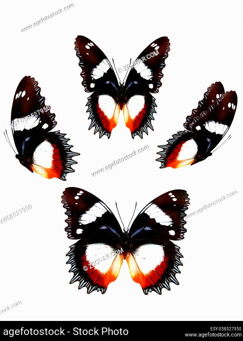 butterfly on white background. Set butterfly