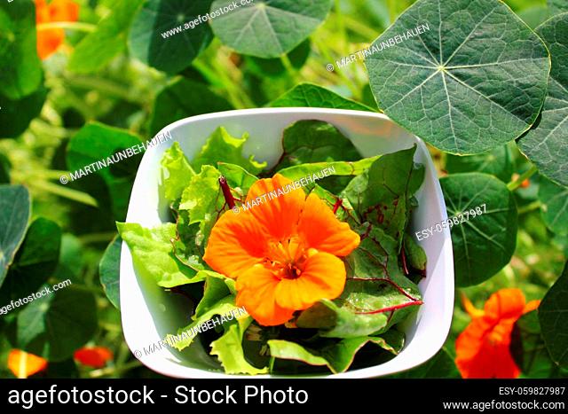 salad with a indian cress blossom in front of indian cress