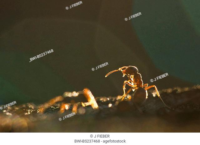 black ant, common black ant, garden ant Lasius niger, two individuals in backlight, Germany, North Rhine-Westphalia