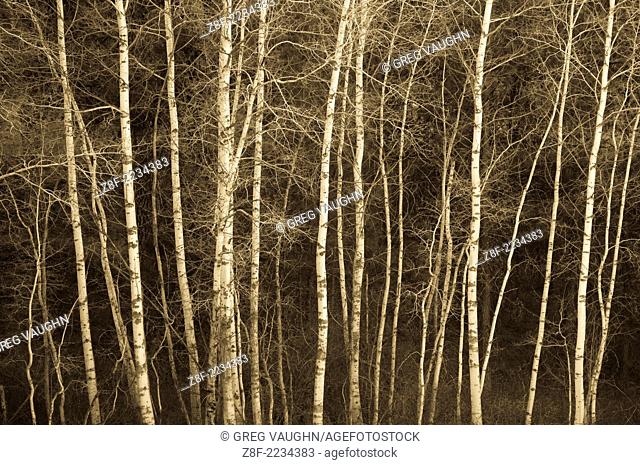 Aspen trees; Turnbull National Wildlife Refuge, eastern Washington