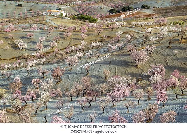 Farmhouse and cultivated almond trees (Prunus dulcis) in full blossom in February. Almería province, Andalusia, Spain