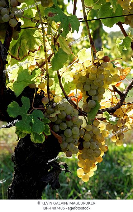 Semillon wine grapes at Chateau Monbazillac vineyard, Dordogne, Aquitaine, France, Europe