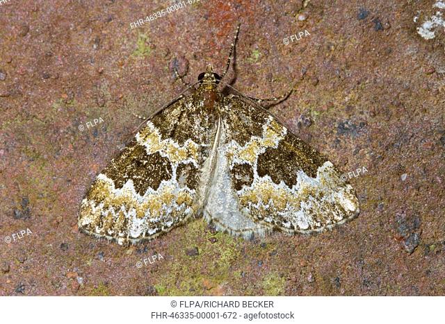 Broken-barred Carpet (Electrophaes corylata) adult, resting on brick wall, Powys, Wales, June