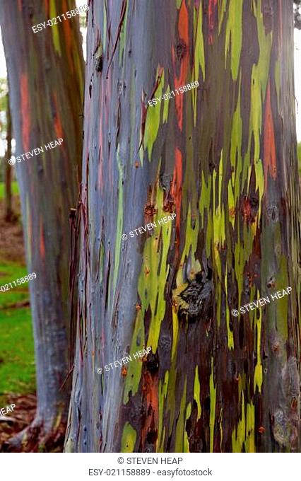 Trunk of eucalyptus tree