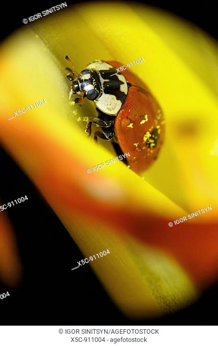 Macro of ladybird into the flower bud
