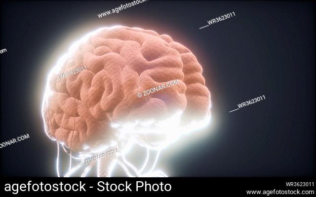 animated model of human brain
