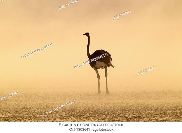 Common ostrich Struthio camelus, in the storm, Kgalagadi Transfrontier Park, Kalahari desert, South Africa