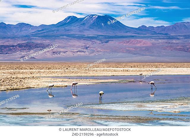 Chilean Flamingo and mountain range. Chaxa Lagoon, Soncor Sector, Salar de Atacama, Reserva Nacional Los Flamencos, San Pedro de Atacama, Region de Antofagasta