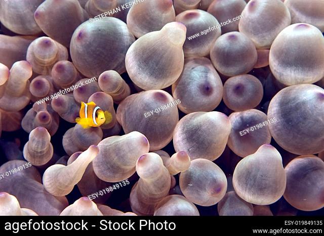 bubble anemone and anemonefish