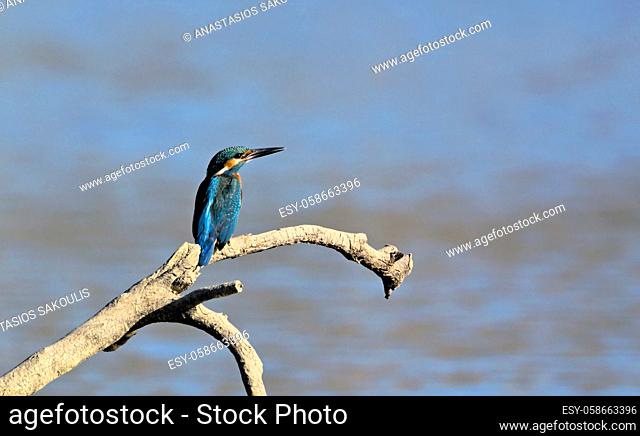 A Kinfisher - Alcedo atthis, Greece