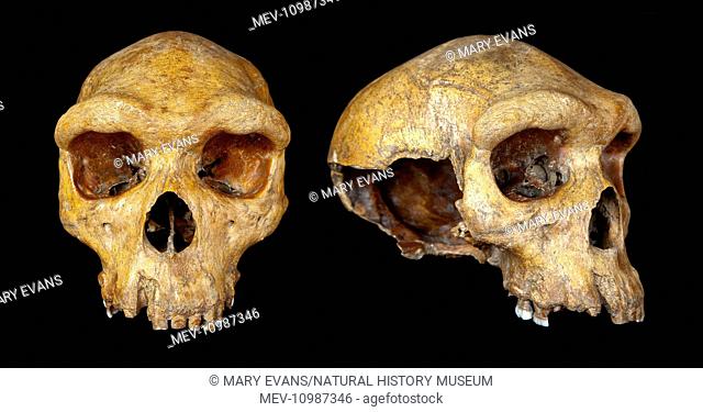 Broken Hill skull, Homo heidelbergensis, discovered in Africa in 1921. The skull belonged to an adult male and may be 200, 000 to 300, 000 years old