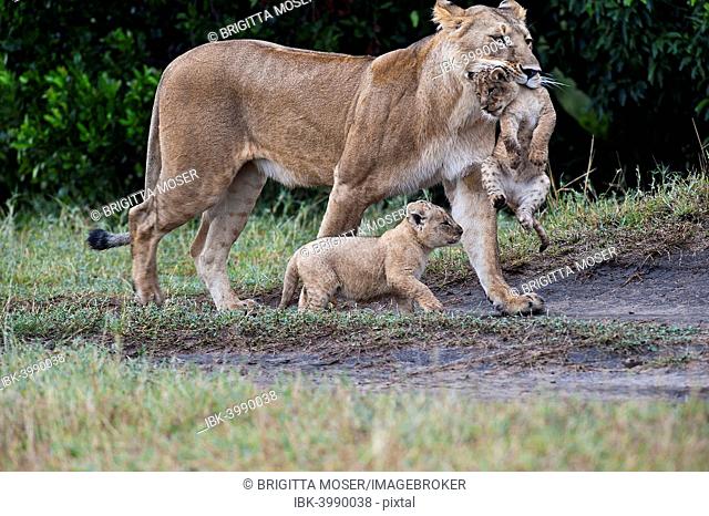 Lions (Panthera leo), lioness carrying disabled cub, the other one marching along briskly, Maasai Mara, Kenya