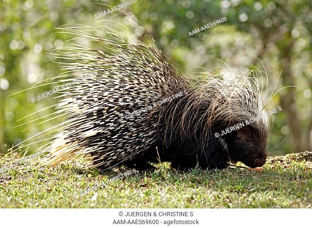 Cape Porcupine (Hystrix africaeaustralis) Adult, Southern Africa