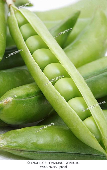 Vegetable , Green Pea pod Pisum sativum slightly opened pod kept on bunch of green pea pods