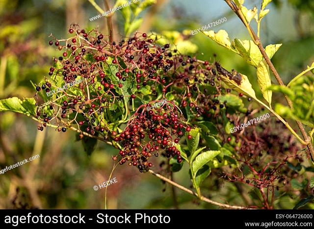 Black Elder beery in the autumn time