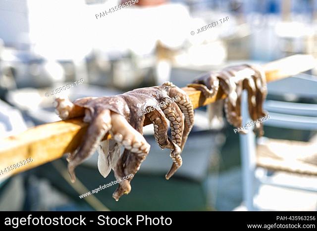 Paros, Greece 2023, Octopus drying at Naousa Port on Paros, squids drying in the port of Naousa, octopuses, . - Paros/Griechenland