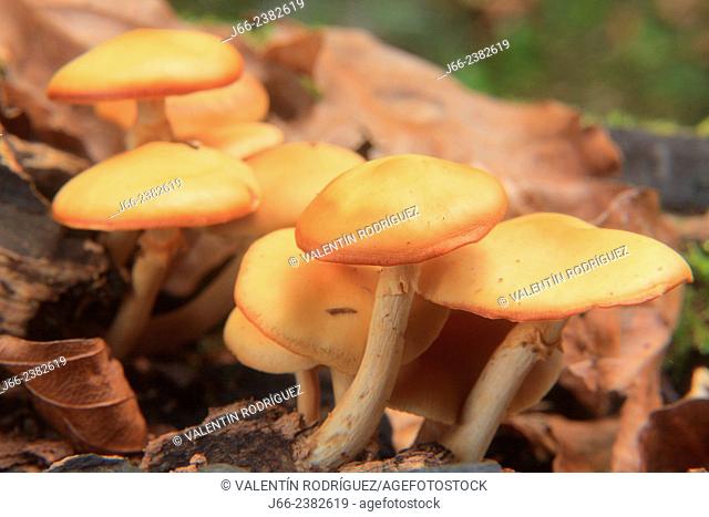 group of mushrooms in the canyo Añisclo. National park Ordesa. Huesca. Spain